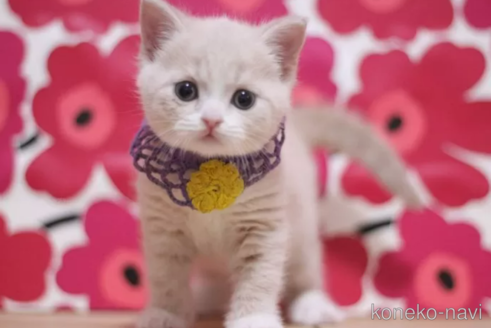 成約済の東京都のマンチカン-105727の7枚目